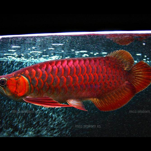 2、風水魚是什麼意思?有哪些?為什麼龍魚是風水魚?