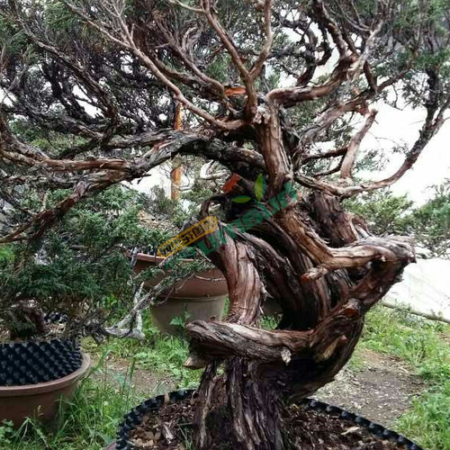 2、柏樹在風水學中的含義