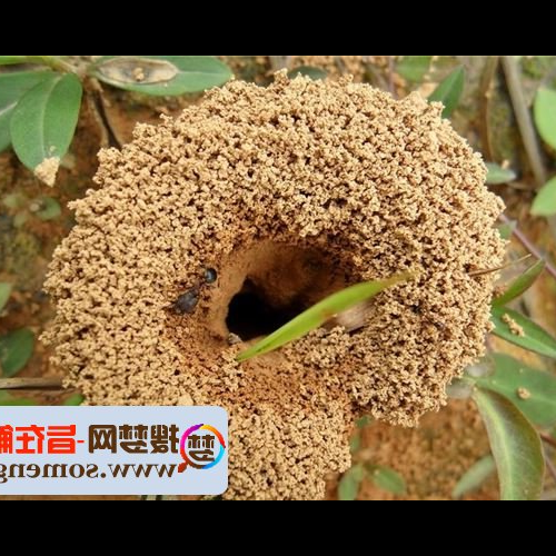 1、夢見樹上一半的螞蟻窩掉到我身上了好嗎?