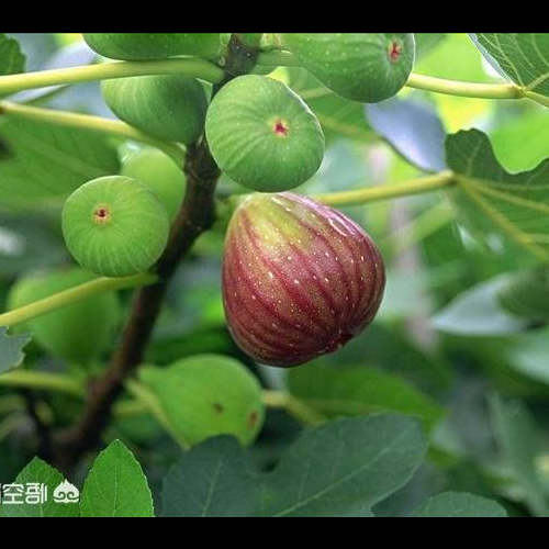 2、在院子裡哪裡種無花果樹對風水有好處
