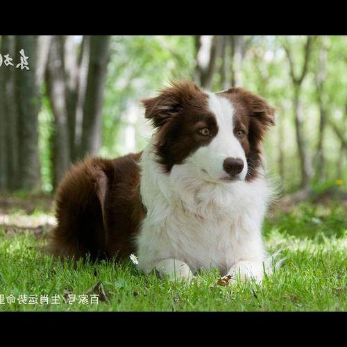 1、狗男的性格和氣質是什麼?