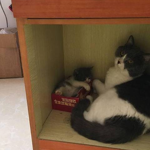 2、野貓進屋生小貓風水