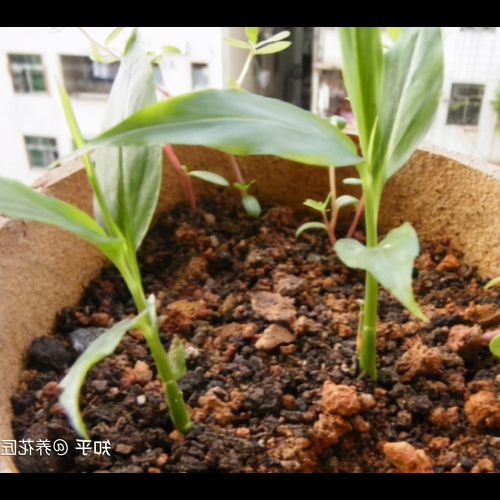 2、朝鮮薊為什麼叫鬼子薑？家裡種菊芋會影響風水嗎？ 
