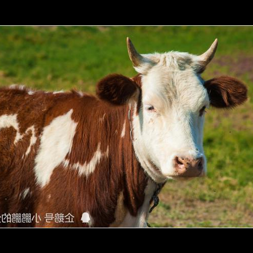 2、牛蛇忌什么生肖,什么生肖牛和子孫爭鬥