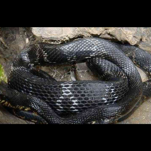 1、孕婦夢見黑蛇是什麼徵兆