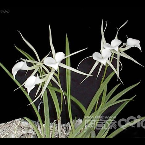 1、客廳的蘭花對入戶門好嗎?