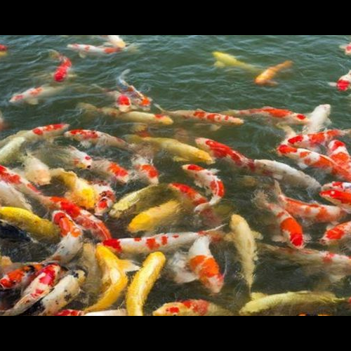 2、家裡養金魚有風水嗎?