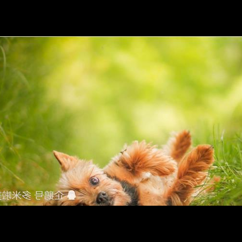 1、狗月出生的狗的命運是狗的每月出生的詳細解釋