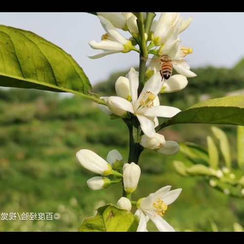 2、院子裡應該種什麼樹風水好