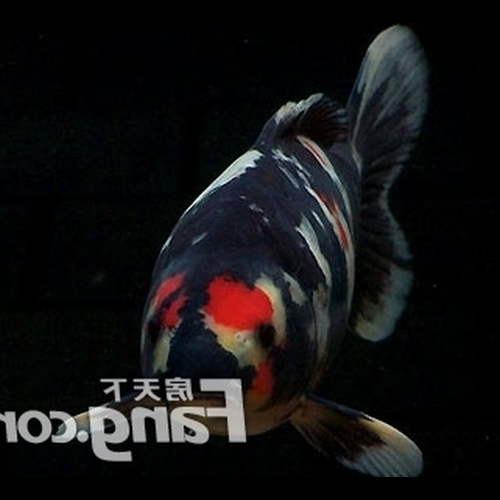 2、我出生在牛年現在想找風水魚,但不知道養什麼魚?