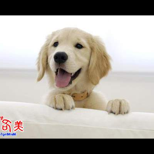 2、給愛狗的人起什麼名字最好?