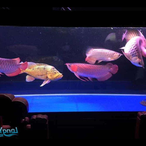 2、豬鼻龜是保護動物嗎?