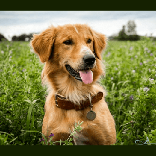 1、狗的出生時間是什麼時候出生的最好?