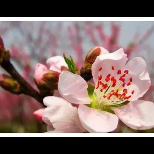 1、 1982年狗什麼時候翻身,什麼時候有桃花運