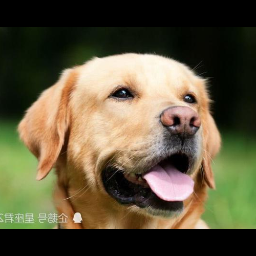 1、狗的出生時間是什麼時候出生的最好?