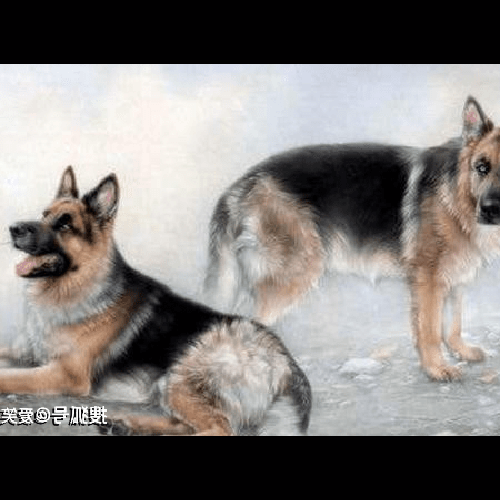 2、一男一女的婚姻,狗男和猴女的婚姻