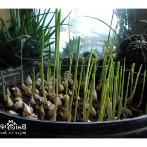 2、在家如何在水中種植大蒜?
