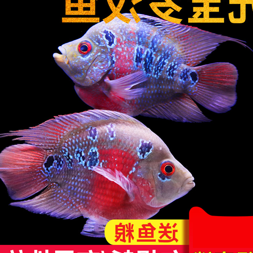 3、養觀賞魚什麼風水很重要