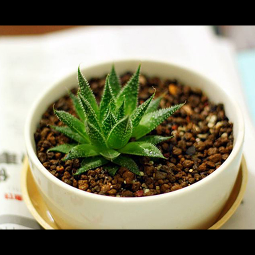 2、蘆薈可以在室內種植嗎?根據風水?