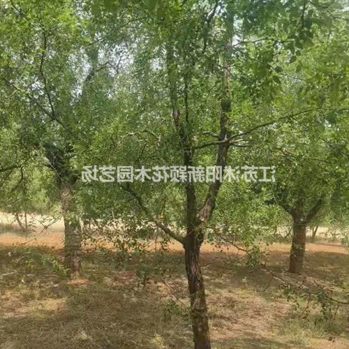 2、有桑棗門前的樹風水好嗎?