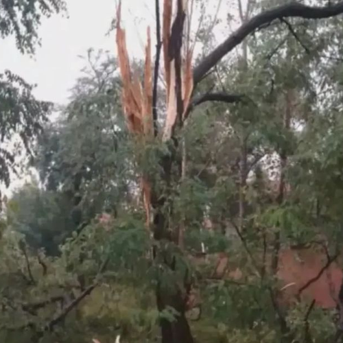 2、風水學中的雷擊樹是什麼意思?