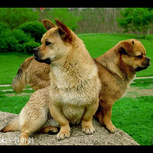2、公雞和狗首領好不好?