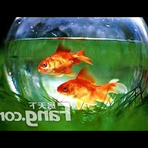 2、我想養風水魚,可以養金魚嗎?有幾個合適?放在什麼位置比較好?