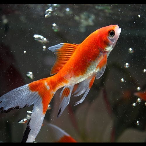 2、羅漢魚是風水魚嗎?還有就是怎麼放生的,如果把它養死會是什麼樣子
