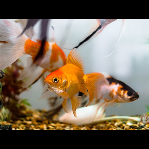 2、屬蛇能養風水魚嗎?