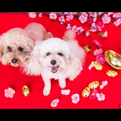 1、母雞公狗九月結婚合適嗎,公雞母狗合不合適?屬雞屬狗屬相