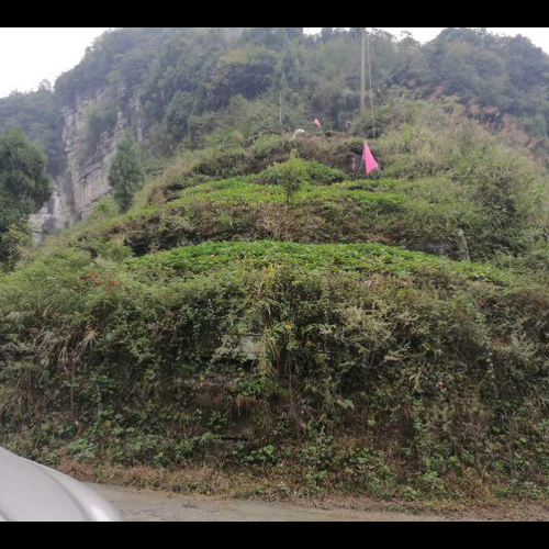 3、把村里的樹都砍光修路,對村里的風水有好處嗎?