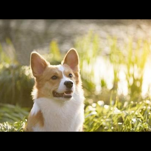 3、狗什麼時候出生好運