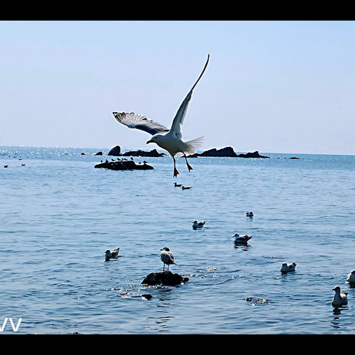 3、夢見海鷗在海面上飛是什麼意思？ 