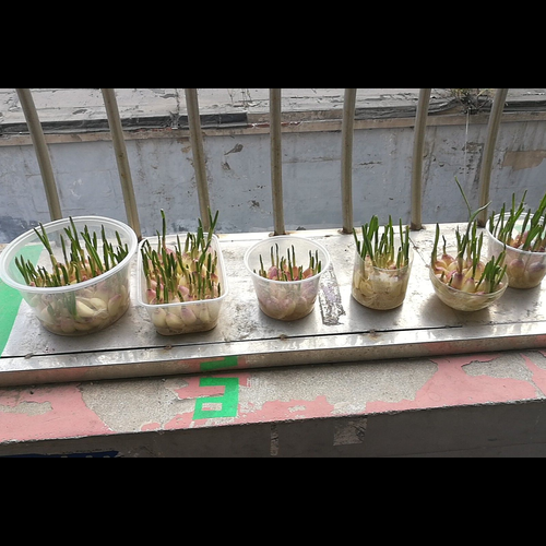 3、大蒜的風水是在辦公室種的嗎?