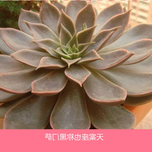 3、十二星座守護花