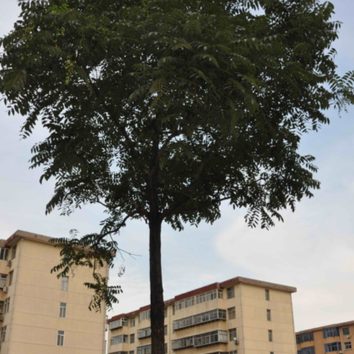 3、院子裡有一棵香椿樹聽說風水說對人不好我想把它鋸掉有什麼特殊性或解釋嗎?