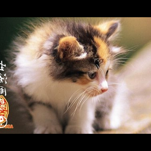 3、夢見很多貓……會說話的貓……是什麼意思