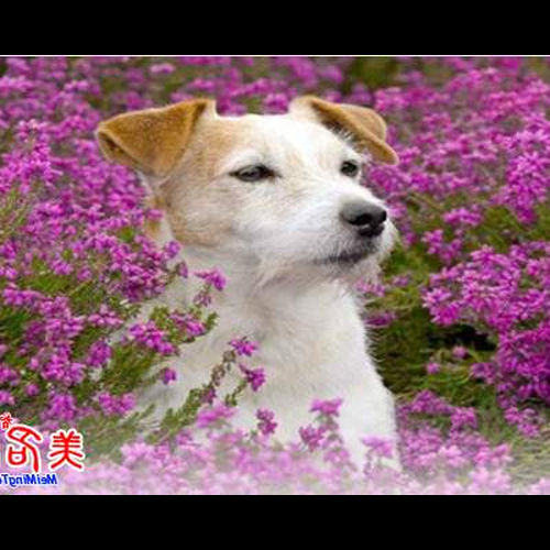 4.給狗的名字取什麼字最好