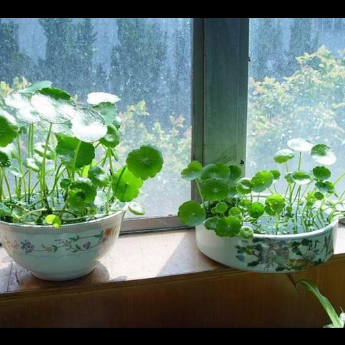 3、養銅錢草有什麼好處
