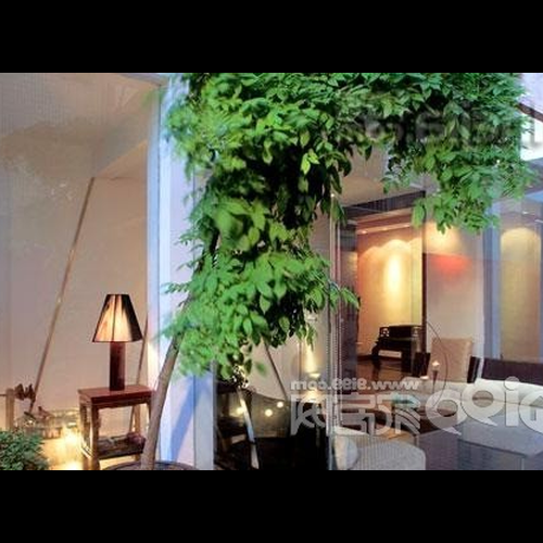 3、店前放什麼植物招財,門前放什麼花利於風水