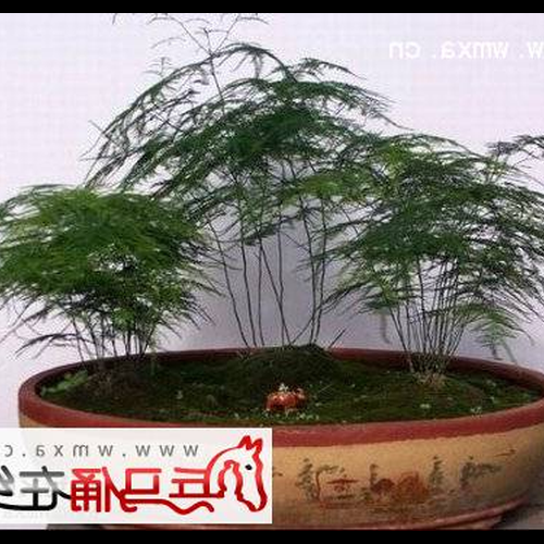 3．放蘆筍竹子的風水方面有哪些