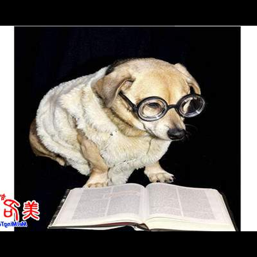 3、給狗起個好聽的名字是什麼?