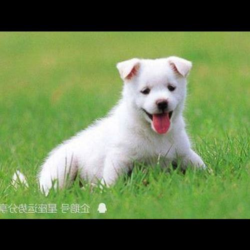 3、狗年70年的財運是什麼?