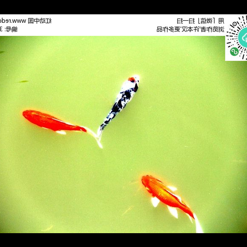 3、家裡養幾條魚關於風水很好