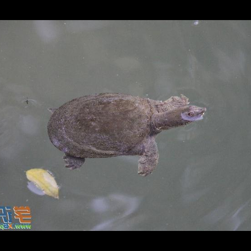 3、在家養龜的風水