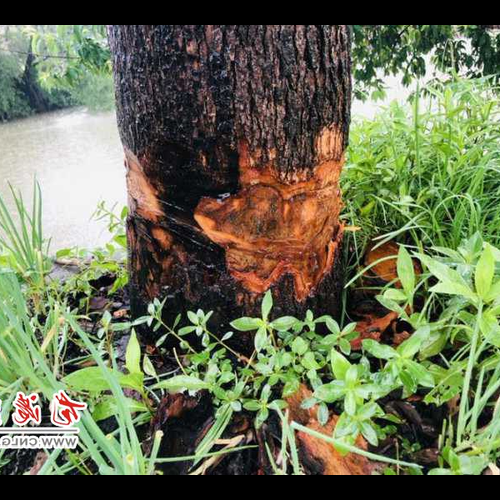 3、風水師看到後,想砍樹你想讓主人成為第一嗎?