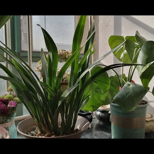 3、家裡養蘭花好嗎?