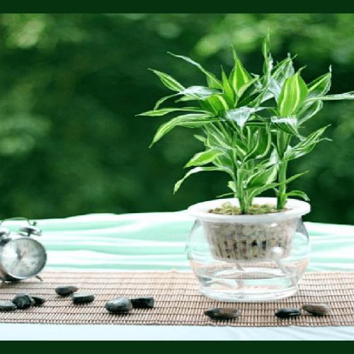 3、屋前種竹子對風水有好處嗎?