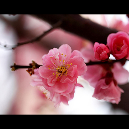 3、哪些風水容易爛桃花，爛桃花怎麼解決