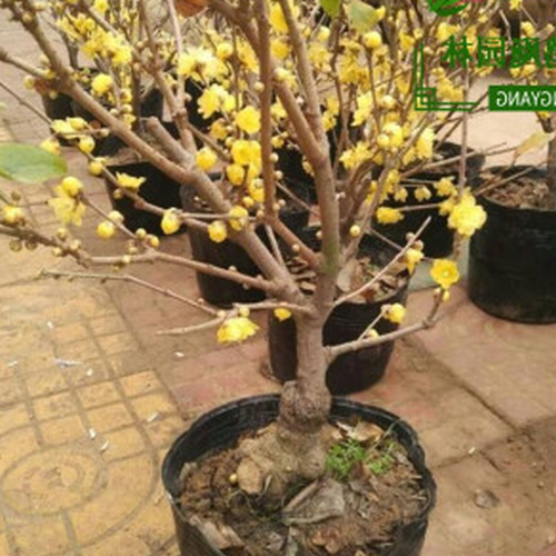3、院子裡的梅花會影響風水嗎?